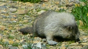 PICTURES/Glacier Critters/t_Marmot11.JPG